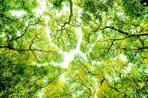 Les compagnons promis au paradis