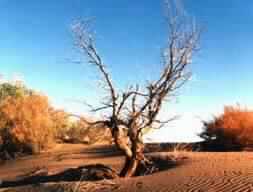 الرجاء..أجلَُ منازل السالكين