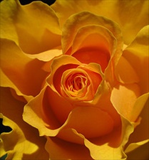 Hafsah Bint ‘Umar, la esposa del Profeta en el Para&iacute;so II