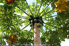 C&oacute;mo tocar a las puertas del Para&iacute;so