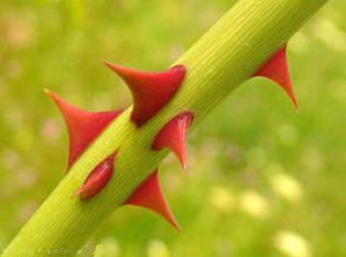 La gu&iacute;a de ‘A’ishah, la Madre de los creyentes, para resolver problemas - I