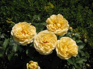 Las esposas del Profeta Muhammad, an&aacute;lisis I