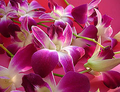 Las esposas del Profeta Muhammad, an&aacute;lisis III