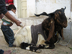 Significado y prop&oacute;sito del sacrificio en el ‘Eid Al Ad-ha